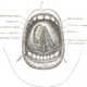 Illustration for article titled R.I.P. Tongue Frenulum Ring